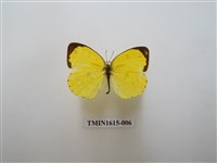 藏品(黃蝶)的圖片